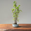 Zelkova Copse Bonsai #1100