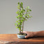 Zelkova Copse Bonsai #1100
