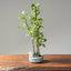 Zelkova Copse Bonsai #1100