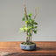 Zelkova Copse Bonsai #1102