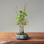 Zelkova Copse Bonsai #1102