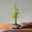 Zelkova Copse Bonsai #1102