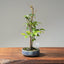 Zelkova Copse Bonsai #1102