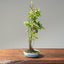 Zelkova Copse Bonsai #1103