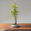 Zelkova Copse Bonsai #1103