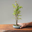 Zelkova Copse Bonsai #1103