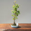 Zelkova Copse Bonsai #1103