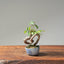 Zelkova Bonsai #1104