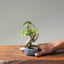 Zelkova Bonsai #1104
