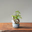 Zelkova Bonsai #1104
