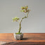 Crape Myrtle Bonsai #1105