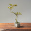 Crape Myrtle Bonsai #1105