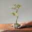 Crape Myrtle Bonsai #1105