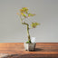 Crape Myrtle Bonsai #1105