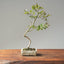 Crape Myrtle Bonsai #1106
