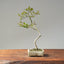 Crape Myrtle Bonsai #1106