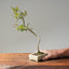 Crape Myrtle Bonsai #1106