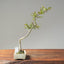 Crape Myrtle Bonsai #1106