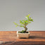 Crape Myrtle Bonsai #1107