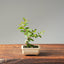 Crape Myrtle Bonsai #1107