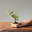 Crape Myrtle Bonsai #1107