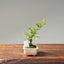 Crape Myrtle Bonsai #1107