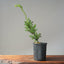 Japanese Yew Gallon Starter #1108