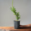 Japanese Yew Gallon Starter #1108
