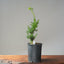 Japanese Yew Gallon Starter #1108