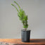 Japanese Yew Gallon Starter #1109