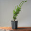 Japanese Yew Gallon Starter #1109
