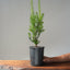 Japanese Yew Gallon Starter #1109