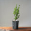 Japanese Yew Gallon Starter #1109