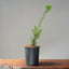 Japanese Yew Gallon Starter #1110