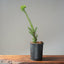 Japanese Yew Gallon Starter #1110