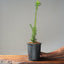 Japanese Yew Gallon Starter #1110
