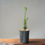 Japanese Yew Gallon Starter #1110