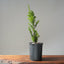 Japanese Yew Gallon Starter #1111