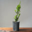 Japanese Yew Gallon Starter #1111