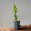 Japanese Yew Gallon Starter #1111
