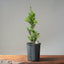 Japanese Yew Gallon Starter #1111
