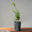 Japanese Yew Gallon Starter #1112