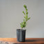 Japanese Yew Gallon Starter #1113