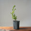 Japanese Yew Gallon Starter #1113