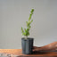 Japanese Yew Gallon Starter #1113