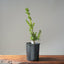 Japanese Yew Gallon Starter #1113