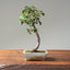Himalayan Birch Bonsai #1114