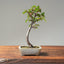 Himalayan Birch Bonsai #1114