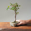 Himalayan Birch Bonsai #1114