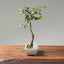 Himalayan Birch Bonsai #1114